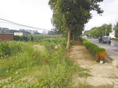 雜草“霸占”馬路邊，如此“綠化”讓人憂——城市綠化管理需精細化
