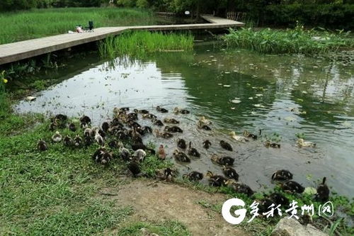 貴陽市城市綠化服務中心多措并舉，打響福壽螺防治戰